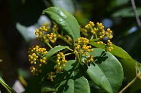 Image result for Cissus faucicola
