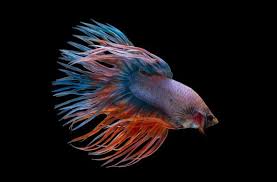 Dapat menerima pesanan cupang dan pembelian cupang. 20 Jenis Ikan Cupang Yang Bisa Anda Pilih Untuk Dipelihara Blog Ruparupa