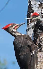 'black women who bird' take the spotlight to make their presence known. Minnesota S Woodpeckers Minnesota Dnr