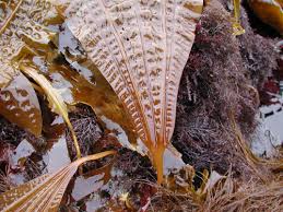 Image result for Isolepis costata