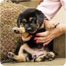 While german shepherds for sale have been around for a while, this breed's traits weren't formally standardized until the 1890's. Howell Mi German Shepherd Dog Meet Mocha A Pet For Adoption