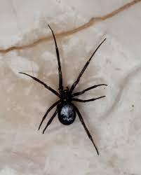Check spelling or type a new query. This Spider Has What Looks Like A Skull On Its Back Mildlyinteresting