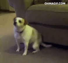 12 Surprisingly Adorable Gifs Of Dogs Itching Dancing Dog Gif Dog Itching Dog Dance