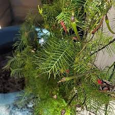 Image result for Ipomoea quamoclit