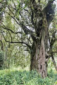 Image result for Nuxia congesta