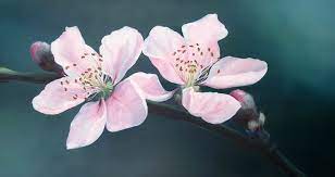 Cherry Blossom Oil Painting By Ele Art On Deviantart Cherry Blossom Painting Cherries Painting Blossoms Art
