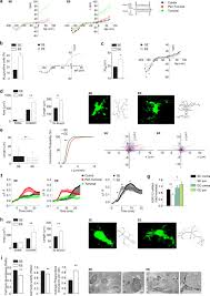 Pixel experience plus | unofficial | android 11. Environmental Stimuli Shape Microglial Plasticity In Glioma Elife