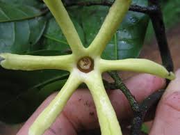 Image result for isolona