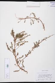 Image result for Asparagus minutiflorus