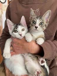 猫の預りボランティアさん募集 - ねこのWa | ここからネット - 静岡市市民活動ポータル