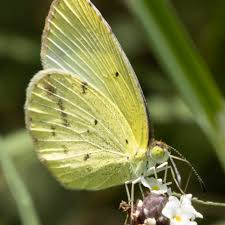 Image result for Mimosa Yellow 1990 Tracer