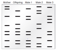 9.3 dna fingerprinting key concept dna fingerprints identify people at the molecular level. Solved Here Are Traditional Dna Fingerprints Of Five People A Ch Chegg Com