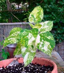 Image result for Marsdenia dregea