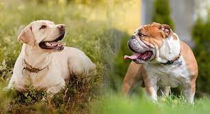 She is an english bulldog / lab mix (bullador). Bulldog Lab Mix A Complete Guide To The Bullador Dog