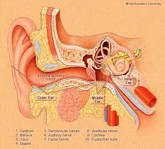 It can sound like ringing, a hiss, or chirping tinnitus is usually a symptom of hearing problems or hearing loss. Tinnitus