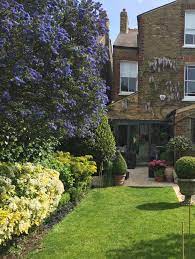 Große auswahl an lemon lime. Ceanothus Lemon And Lime California Lilac Lemon And Lime In Gardentags Plant Encyclopedia