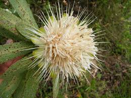 Image result for Protea gaguedi