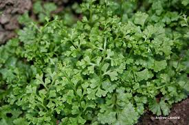 Image result for Anogramma leptophylla