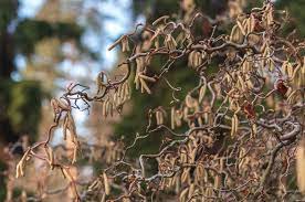Maybe you would like to learn more about one of these? Harry Lauder S Walking Stick Plant Care Growing Guide