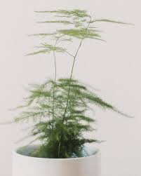 Image result for Asparagus setaceus