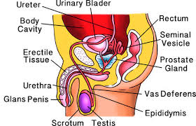 Anatomy definition lesson for kids study com. Male Reproductive System Ck 12 Foundation