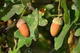 The fruit of the oak trees are called acorns (also called oak nuts). Detail Of Oak Tree Quercus The Fruit Acorn Stock Photo Picture And Royalty Free Image Image 50200375
