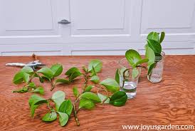 Check spelling or type a new query. Pruning Propagating A Baby Rubber Plant