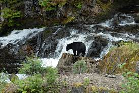 Información para viajes a prince of wales island: Prince Of Wales Island The Wildlife And Birds Destination Wildlife