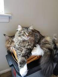 My Half Maine Coon Annoying My Full Breed Maine Coon Two Brothers Who Fight But Love Each Other At The End Of The Day Mainecoons