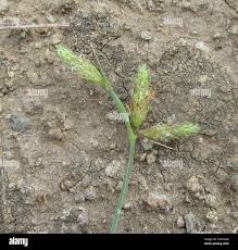 Image result for Fuirena pubescens