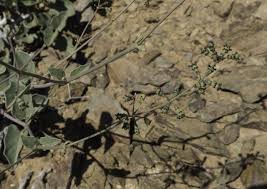 Image result for Commicarpus helenae