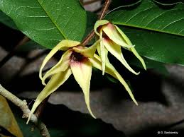 Image result for Mostuea hirsuta