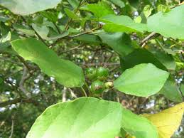 Image result for Cordia monoica