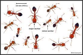 To remove entries below, simply click on the 'x' in the red box of each respective insect. What Are 3 Insects That Are Smaller Than An Ant Quora