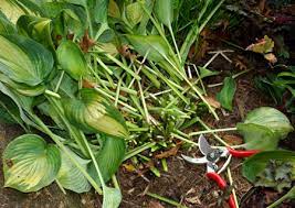 It's common to think that everything should be chopped down to the ground in the fall, but some perennials actually need their foliage to protect new shoots through the winter. Fall Perennial Care Less Is More Msu Extension