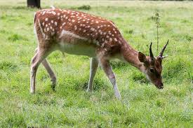 Trots insatser från både markägare och jägare ligger skadenivån stadigt på 15 procent per år, att jämföra med det nationella målet på högst 5 procent. Radjur Natur Kronhjort Skog Dovhjort Scheu Djur Vild Daggdjur Ang Glanta Pikist