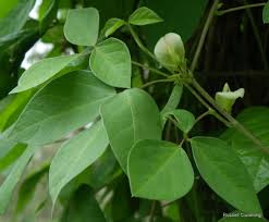 Image result for Macrotyloma africanum