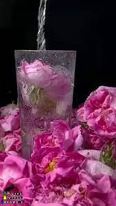 صباحكم خير video in 2021 good morning roses christmas morning quotes good morning flowers