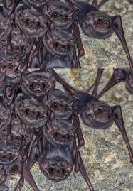 Bats In Northern Mountain Region Of Khyber Pakhtunkhwa Pakistan Intechopen