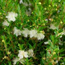 Image result for Myrtus communis