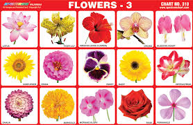 this flower meanings chart translates your feelings into