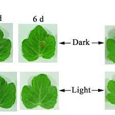 We did not find results for: Photographs Of The First True Leaves Of Watermelon Citrullus Lanatus Download Scientific Diagram
