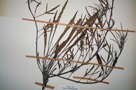 Image result for Ipomoea oenotherae