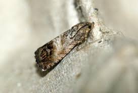 Image result for Cydia splendana