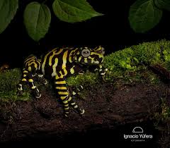 Image result for Caperonia fistulosa