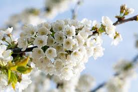 There's even a japanese equivalent of the language of flowers — hanakotoba. Spectacular Meaning And Symbolism Of Cherry Blossoms To Know Florgeous