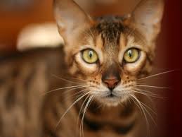 Exista mai multe rase de pisici cu diferite personaliati. Pisica Persana 500 5500 Top 10 Cele Mai Scumpe Rase De Pisici Din Lume