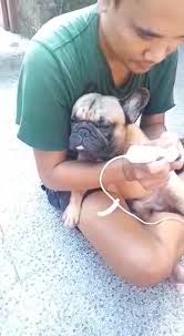 Bramade Grooming Bali