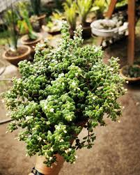 Image result for Crassula expansa