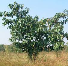 Image result for Ficus trichopoda
